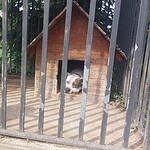 Kontrole warunków trzymania psów na terenie gminy