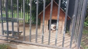 Kontrole warunków trzymania psów na terenie gminy