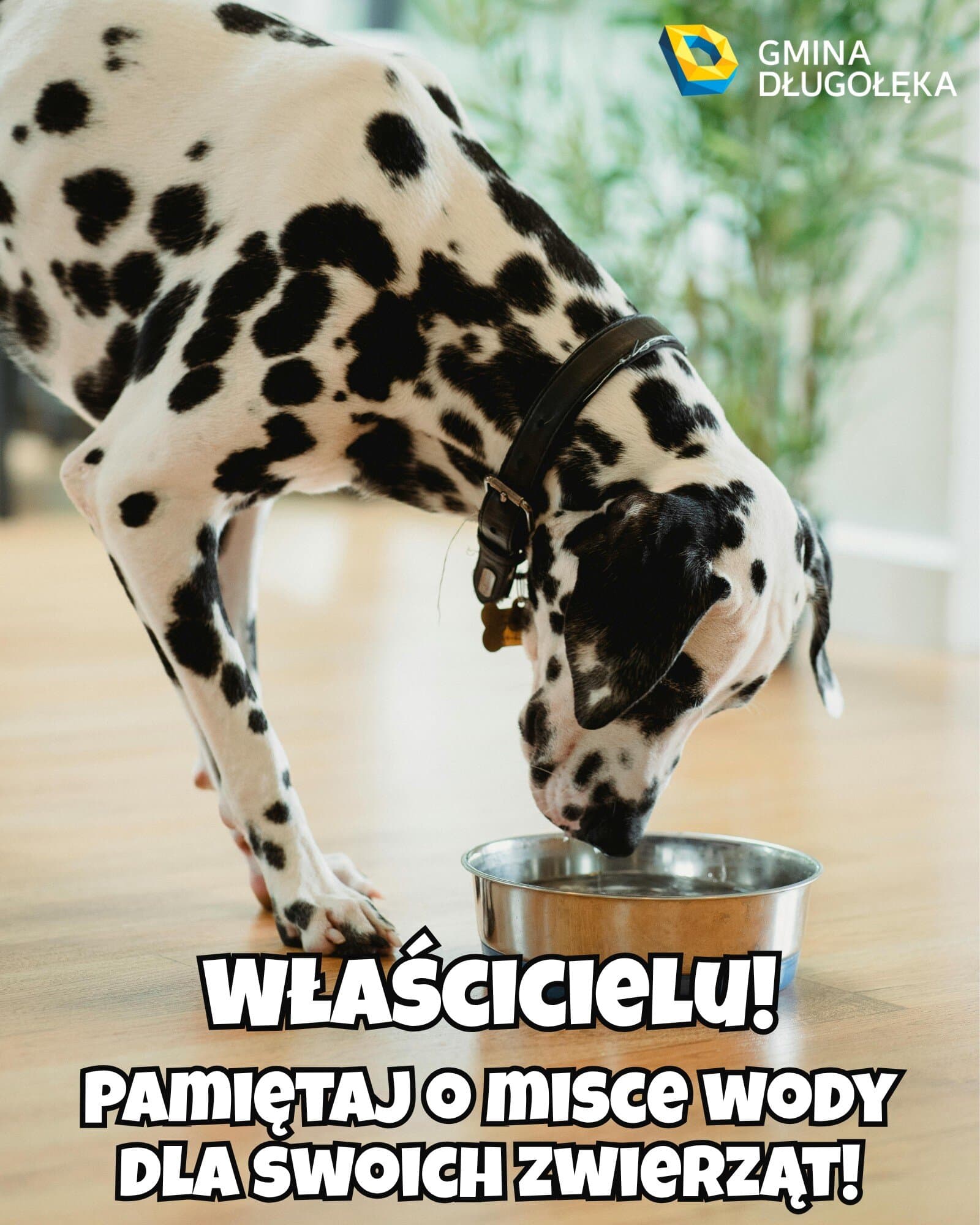 WŁAŚCICIELU – W UPAŁY PAMIĘTAJ O MISCE WODY DLA SWOICH ZWIERZĄT!