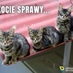 Kocie sprawy….