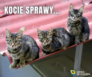 kocie sprawy Kocie sprawy….