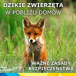 Dzikie zwierzęta w pobliżu domów – ważne zasady bezpieczeństwa