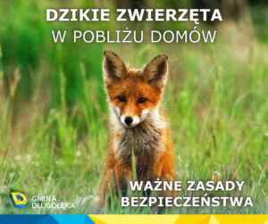 dzikie zwierzęta(1) Dzikie zwierzęta w pobliżu domów – ważne zasady bezpieczeństwa